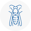 Swanley Wasp Nest Removal